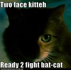 Two face kitteh  Ready 2 fight bat-cat
