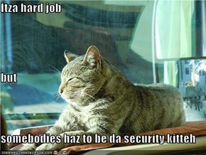 Itza hard job but somebodies haz to be da security kitteh