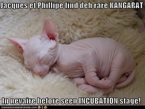 Jacques et Phillipe find deh rare KANGARAT   In nevaire before seen INCUBATION stage!