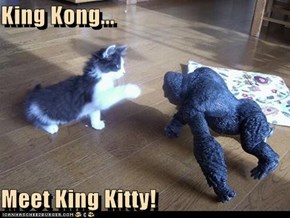 King Kong...  Meet King Kitty!