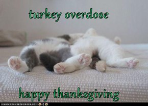 turkey overdose             happy thanksgiving