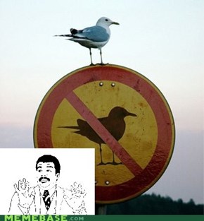 We Got a Birdass Over Here!