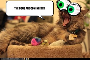 THE DOGS ARE COMING!!!!!!!