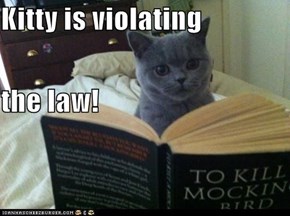 Kitty is violating the law!
