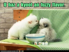 U  haz  a  kyoot  an  fuzzy  flavor.