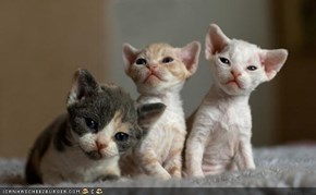 Cyoot Kittehs of teh Day: The Triumvirate