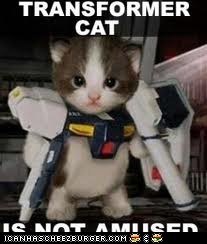 transformer cat