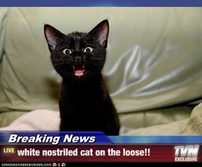 Breaking News - white nostriled cat on the loose!!