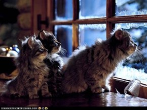 Advent Kittehs of teh Day: Winter Is Coming Here