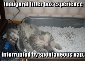 Inaugural litter box experience   interrupted by spontaneous nap.