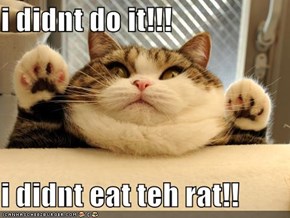 i didnt do it!!!  i didnt eat teh rat!!