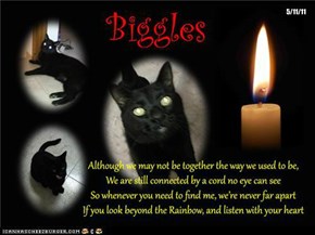 A Special Candle For My Friend Biggles, Who Was Lost In A Road Accident This Week