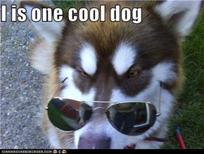 I is one cool dog