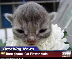 Breaking News - Rare photo:  Cat Flower buds