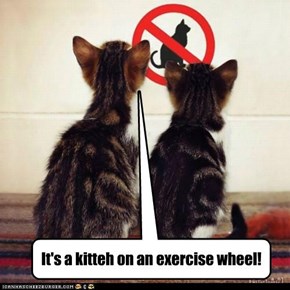 It's a kitteh on an exercise wheel!
