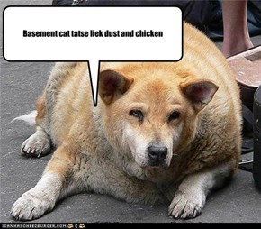 Basement cat tatse liek dust and chicken