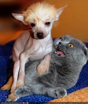 Goggies R Owr Friends: OMG GET IT OFF!  GETITOFFGETITOFFGETITOFF!