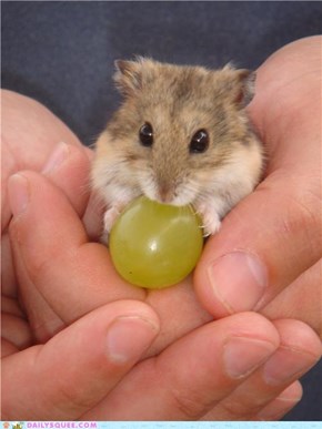 Snickers eats a grape