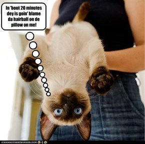 In 'bout 20 minutes dey is goin' blame da hairball on de pillow on me!