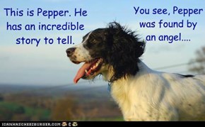 Pepper's Incredible Story