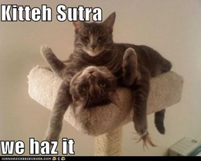 Kitteh Sutra