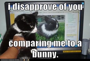 i disapprove of you  comparing me to a bunny.