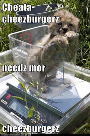 Cheata-cheezburgerz needz mor cheezburgerz