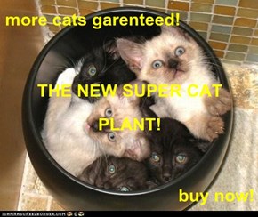 more cats garenteed! THE NEW SUPER CAT PLANT! buy now!