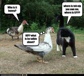 Never do business with ducks