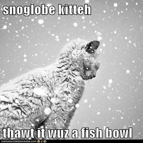 snoglobe kitteh  thawt it wuz a fish bowl