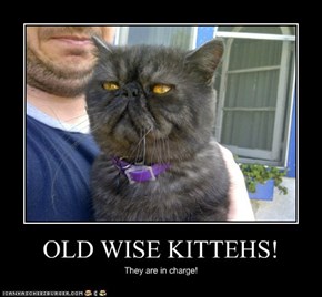 OLD WISE KITTEHS!