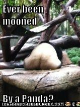 Ever been mooned  By a Panda?