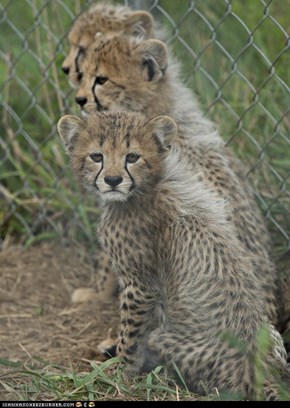 Caption Contest: Name One of the National Zoo’s Cheetah Cubs!
