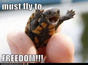 must fly to  FREEDOM!!!