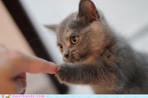 Best of Squee Spree 2011 (Curated by Fist Bump Kitty!)