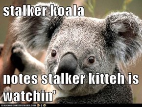 stalker koala  notes stalker kitteh is watchin'