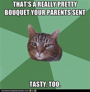 MemeCats: Though I Didn't Care Much for the Baby's Breath