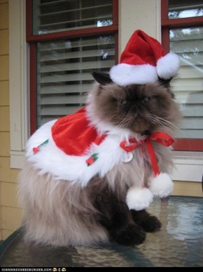 Advent Kitteh of teh Day: And a Merry #$&%ing Christmas to You Too, Buddy!