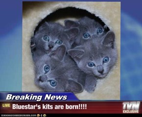 Breaking News - Bluestar's kits are born!!!!