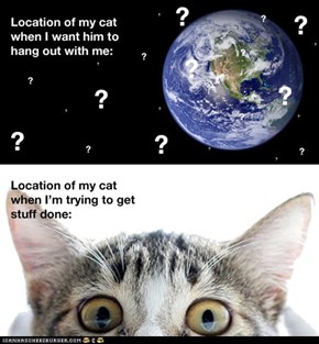 Where Is Your Cat Right Now?
