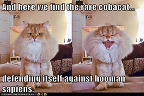 And here we find the rare cobacat...  defending itself against hooman sapiens.