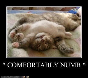 * COMFORTABLY NUMB *