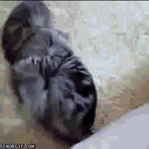 Cats Are Weird