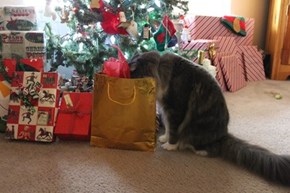 Curious Christmas Cat of the Day
