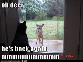 oh deer  he's back again, mmmuuuummmmm