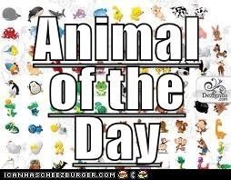 Animal of the Day