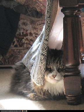 Jaqqi boy, February 2004 to October 31, 2011. RIP, dear friend.