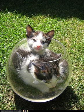 Cyoot Kittehs of teh Day: Your Fish?  You Had Fish?  We Don't Remember Any Fish...