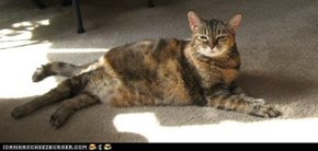 Buggie, April 10, 1993-Dec 8, 2008 RIP Warrior Princess!