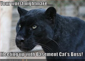 Your worst nightmare.....  Meeting up with Basement Cat's Boss!